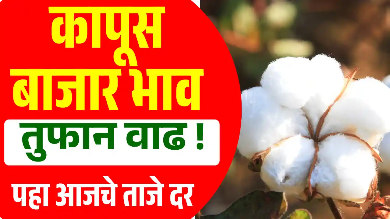 Cotton Market Rate
