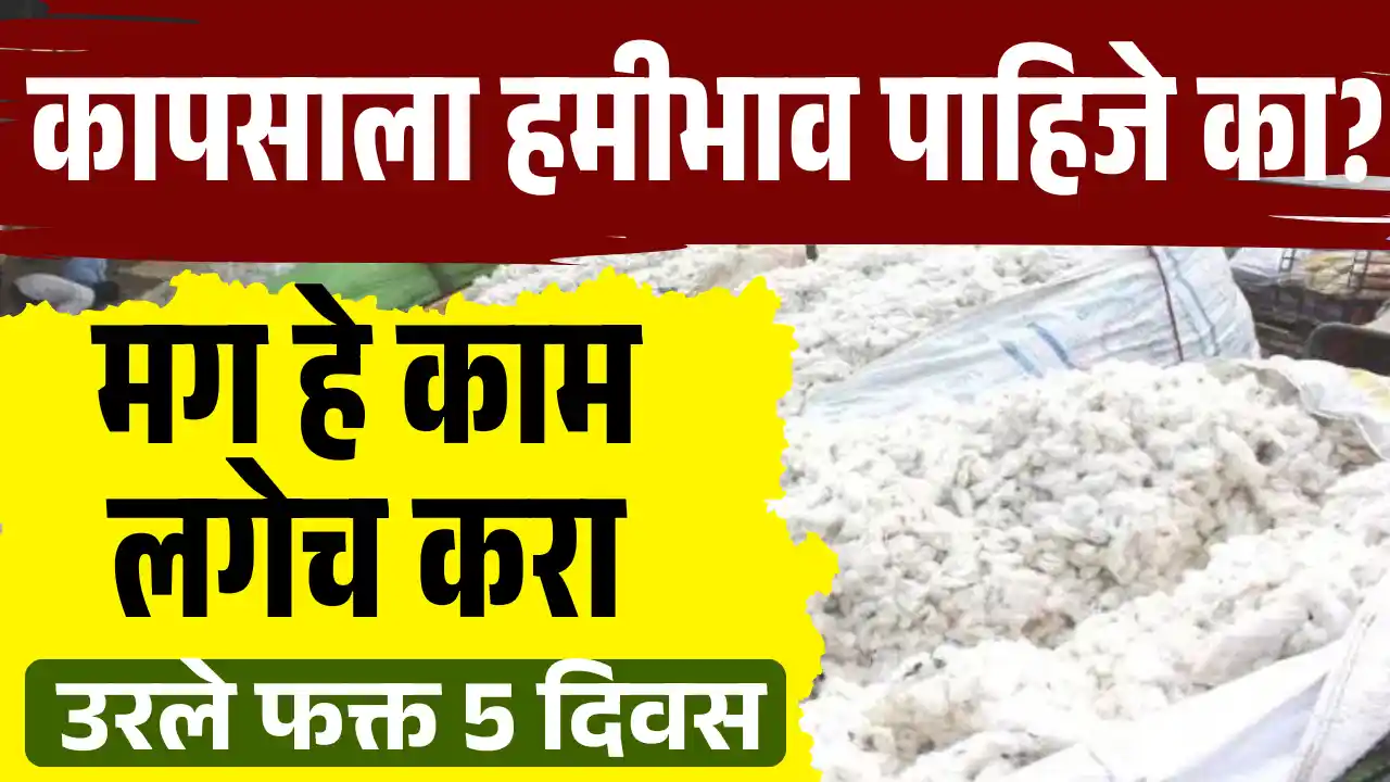 Cotton MSP Registration