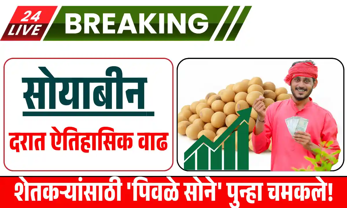 Soybean Market Rate Today